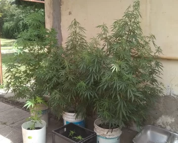 Tenía un cultivo de marihuana