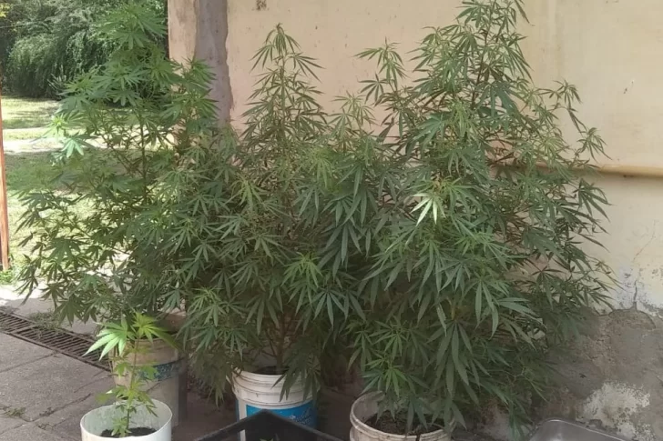 Tenía un cultivo de marihuana