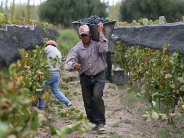 Fijan grado alcohólico mínimo para San Juan y Mendoza y liberan los vinos