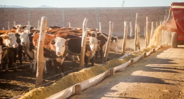 Llega Basterra a presentar un plan de apoyo para la ganadería del país