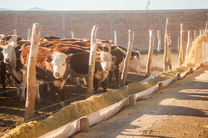 Llega Basterra a presentar un plan de apoyo para la ganadería del país