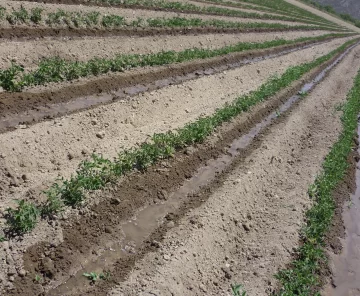 Chacareros dicen que por falta de agua pueden afectarse el 40% de los cultivos