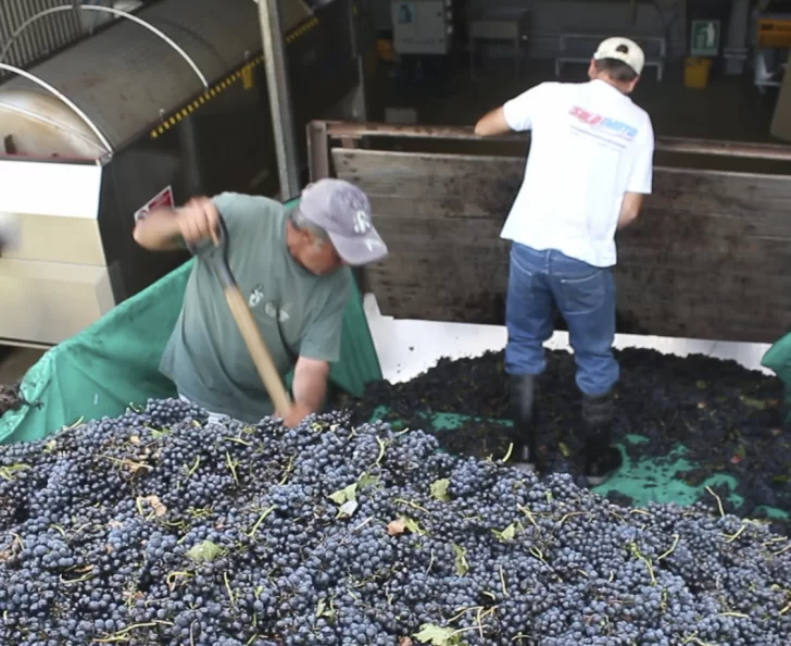 El Gobierno condiciona los préstamos a bodegueros a que paguen $35 por la uva