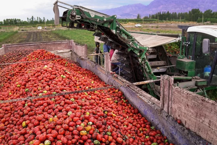 Tomate para industria: por la sequía y el clima cayó un 9% el rendimiento