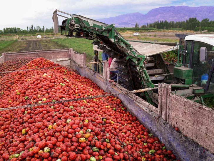 Tomate para industria: por la sequía y el clima cayó un 9% el rendimiento