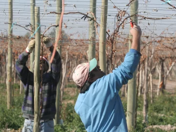 La poda de viñedos viene con tres semanas de retraso por escasez de mano de obra
