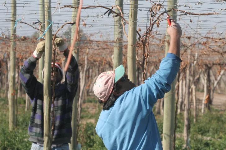 La poda de viñedos viene con tres semanas de retraso por escasez de mano de obra