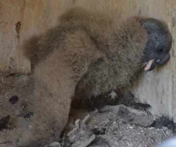 El primer cóndor en cautiverio del país en esta temporada nació en el Faunístico