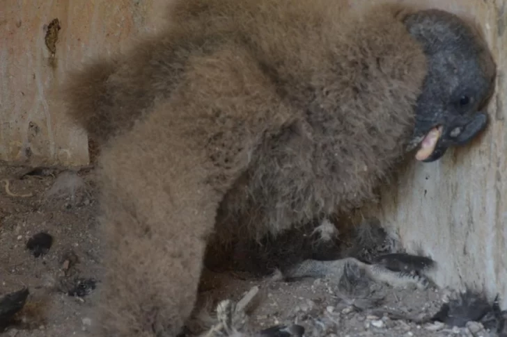 El primer cóndor en cautiverio del país en esta temporada nació en el Faunístico