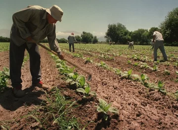 Sube el monto de la prestación por desempleo a trabajadores rurales