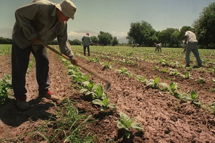 Sube el monto de la prestación por desempleo a trabajadores rurales