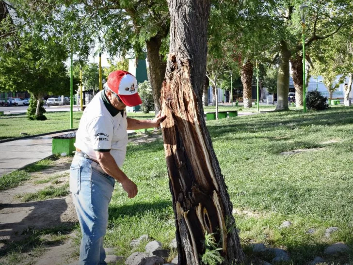 En Pocito salieron a proteger los árboles desgarrados para evitar que se infecten