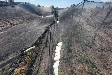 Daños en cultivos de 4 distritos por la cuarta granizada de la temporada