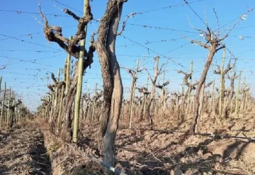 El CFI empieza a relevar cómo está la estructura de riego en el agro local