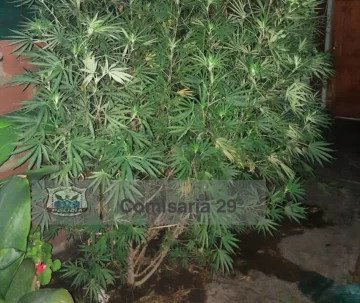 Hallan 2 plantas de marihuana