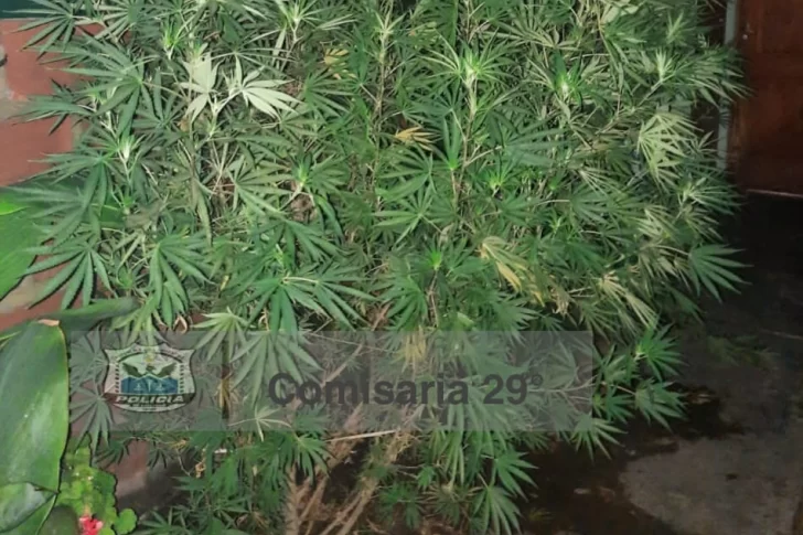 Hallan 2 plantas de marihuana