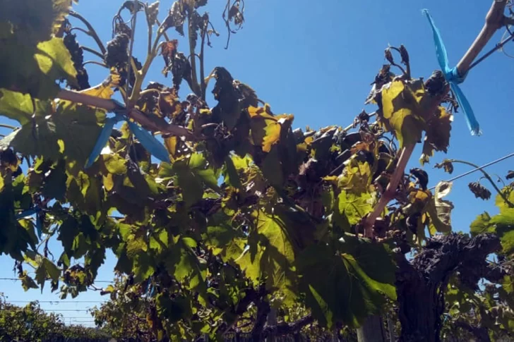 Una helada tardía de hasta -1,8° causó alarma en el sector viñatero