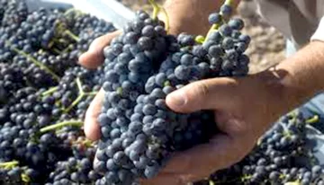 Elevan al 85% el porcentaje de uvas tintas para los vinos