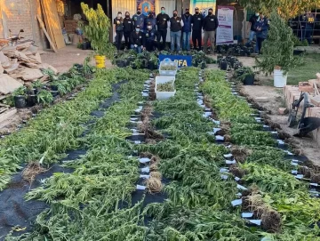 Un joven, su padre, su novia y dos obreros, castigados por el mayor cultivo de marihuana