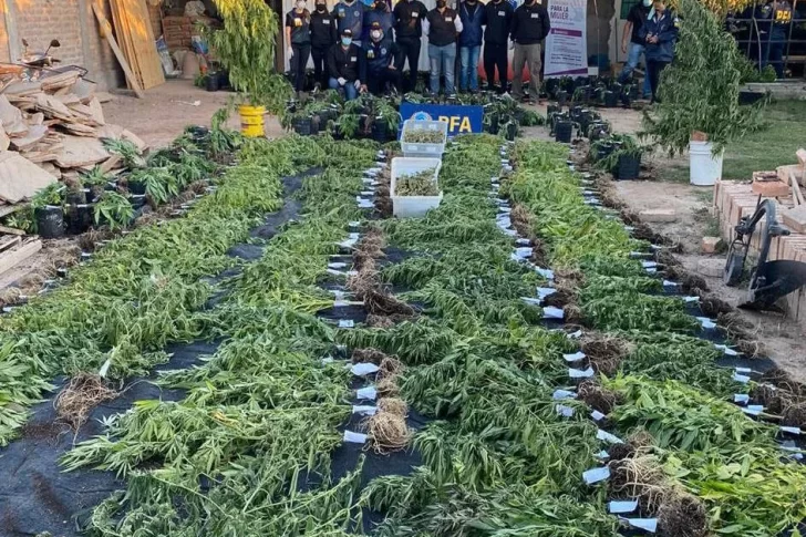 Un joven, su padre, su novia y dos obreros, castigados por el mayor cultivo de marihuana