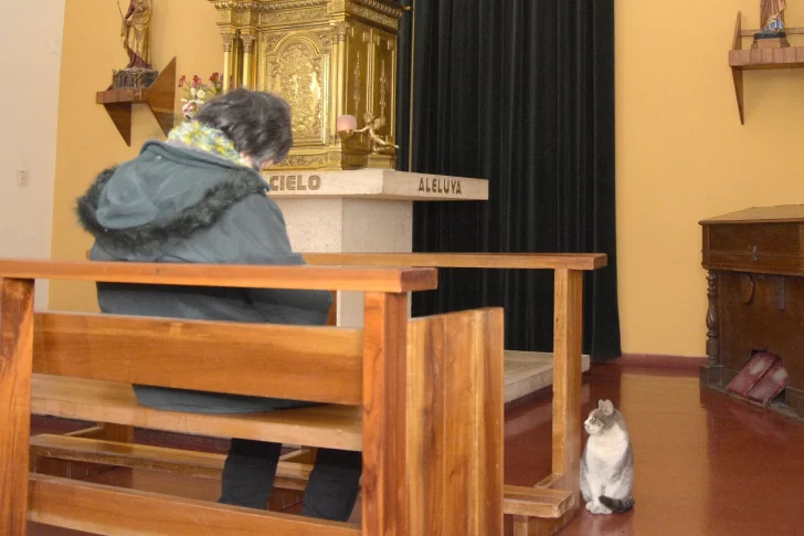 Michi, la mascota que tiene la Catedral