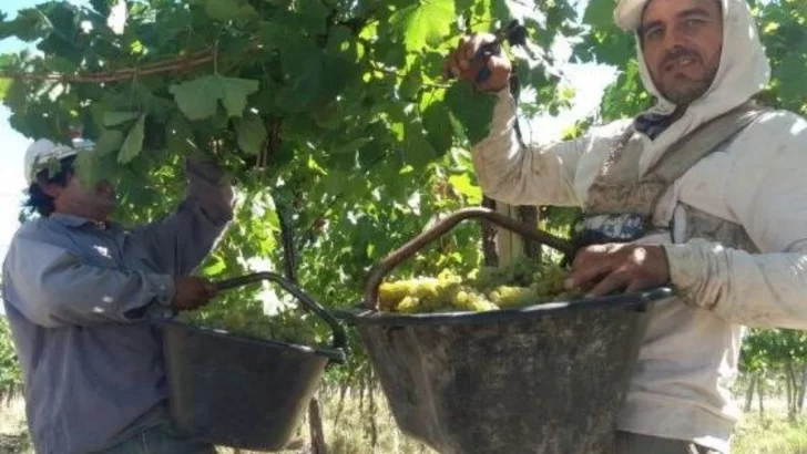 La cosecha, con una demora de al menos 10 días, por falta de gente, clima y bajos precios