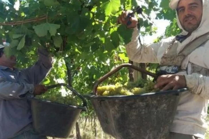 La cosecha, con una demora de al menos 10 días, por falta de gente, clima y bajos precios