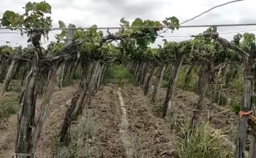 Cortaron el agua de riego porque estaba nublado y pronostican lluvia