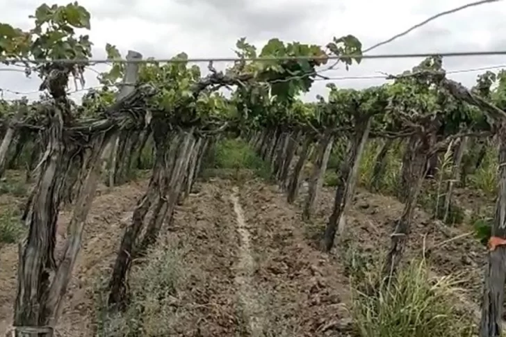 Cortaron el agua de riego porque estaba nublado y pronostican lluvia