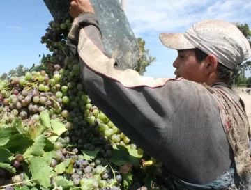 Para hacerle frente a la lobesia botrana obligan a encarpar los camiones de cosecha y traslado