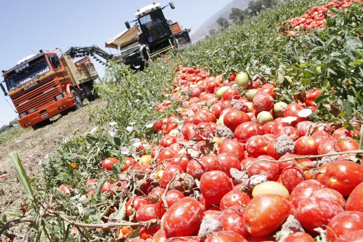 La segunda planta en capacidad para procesar tomate estará en 9 de Julio