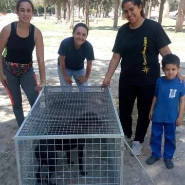 Adaptaron una jaula para llevar a las esterilizaciones