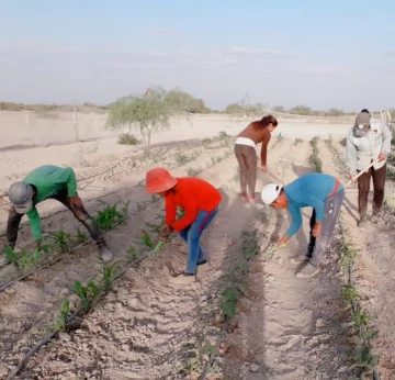 Unos 19 puestos de Guanacache tienen una huerta con sistema de riego por goteo