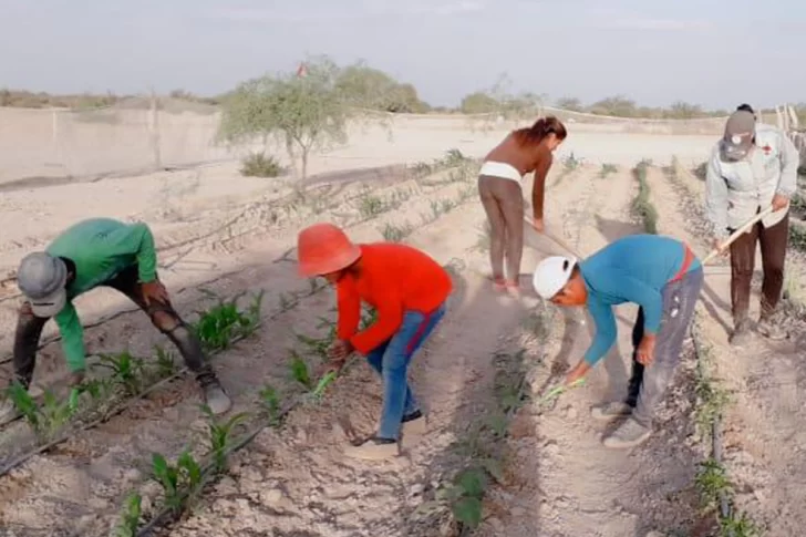 Unos 19 puestos de Guanacache tienen una huerta con sistema de riego por goteo