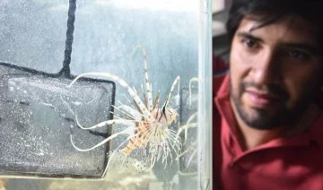 Un pez asiático y con espinas venenosas es la estrella del Parque de la Biodiversidad