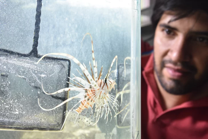 Un pez asiático y con espinas venenosas es la estrella del Parque de la Biodiversidad