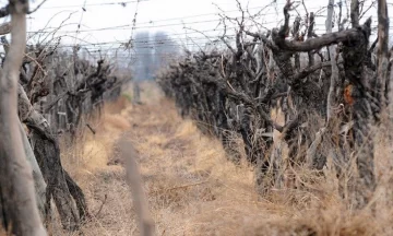 Un informe del INV reveló que en 11 años San Juan perdió 3.633 hectáreas de viñedos