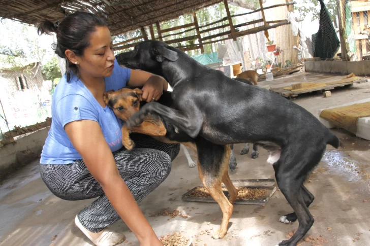 Crearon un refugio para perros callejeros y necesitan ayuda para poder mantenerlo