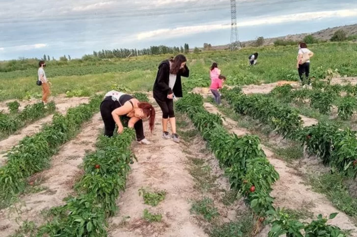 Cosechar verduras en familia, nueva actividad recreativa para los domingos