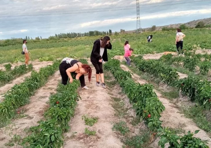 Cosechar verduras en familia, nueva actividad recreativa para los domingos