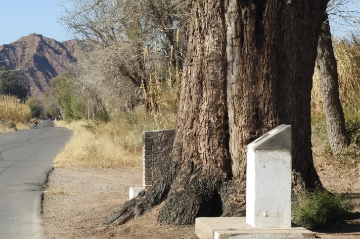 Por falta de cuidados, un algarrobo histórico murió y otro corre peligro