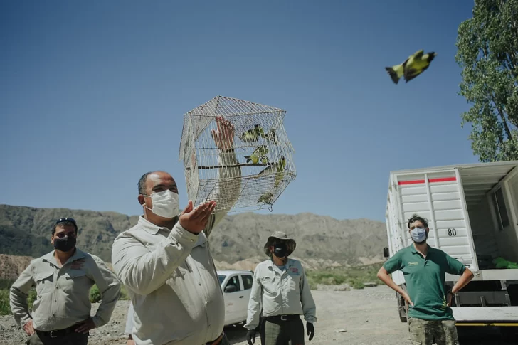 Tras su rehabilitación, liberaron unas 100 aves en Sarmiento