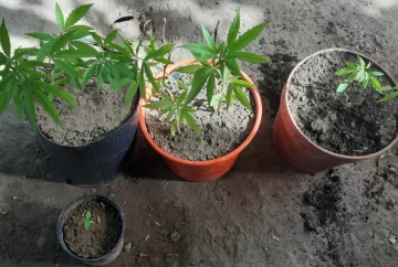 Minicultivo de marihuana