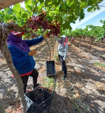 Uva de mesa, a tono con la inflación; pero pedirán más por la de vinificar