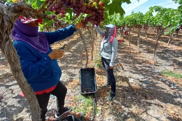 Uva de mesa, a tono con la inflación; pero pedirán más por la de vinificar