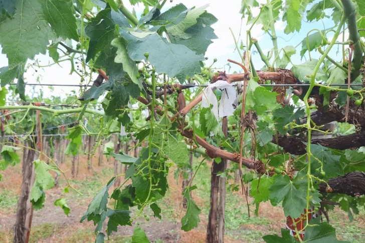 Una segunda granizada dañó cultivos en cinco localidades de Sarmiento