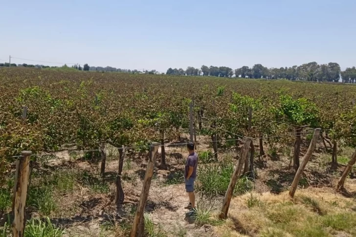 Intendentes se encaminan a eximir del pago de tasas a afectados por la helada