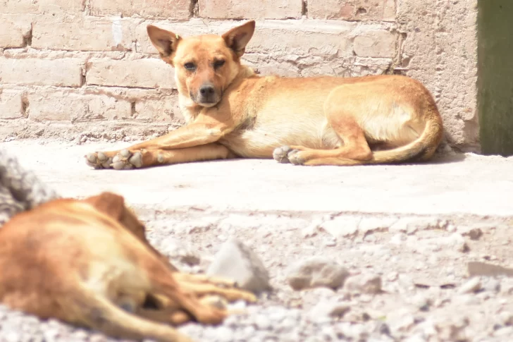 Polémica: alimentar a los perros que viven en la calle, un debate que divide las aguas