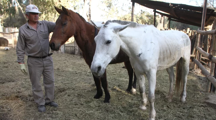 Alarma por la cantidad de animales maltratados que ingresan al Faunístico