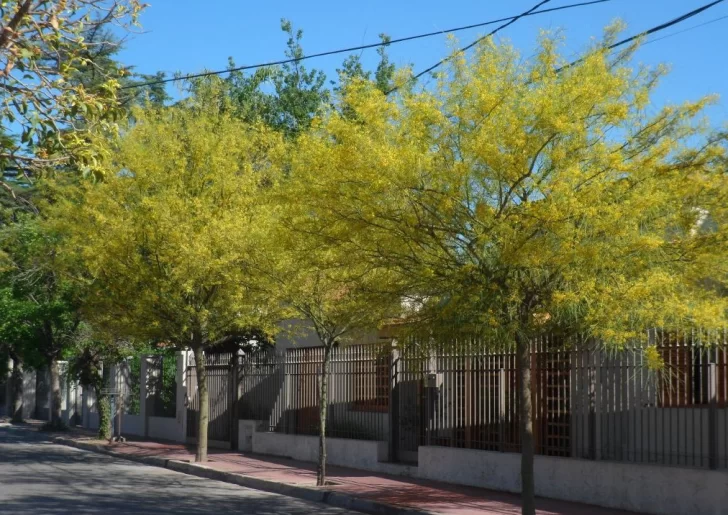 Apuntan a hacer cambios profundos en el arbolado público y sumar 10.000 ejemplares